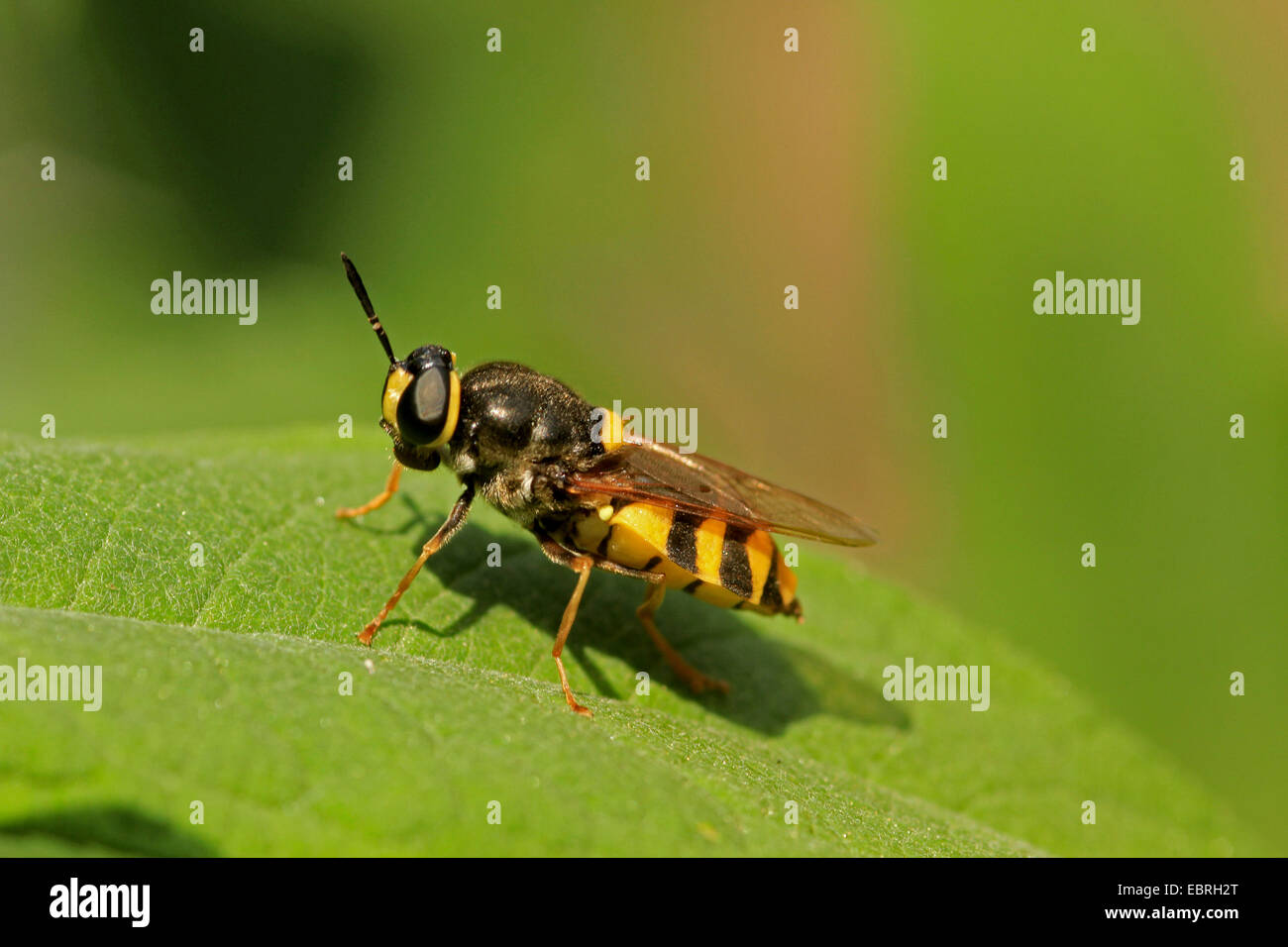 Soldato vola (Stratiomyidae), su una foglia Foto Stock