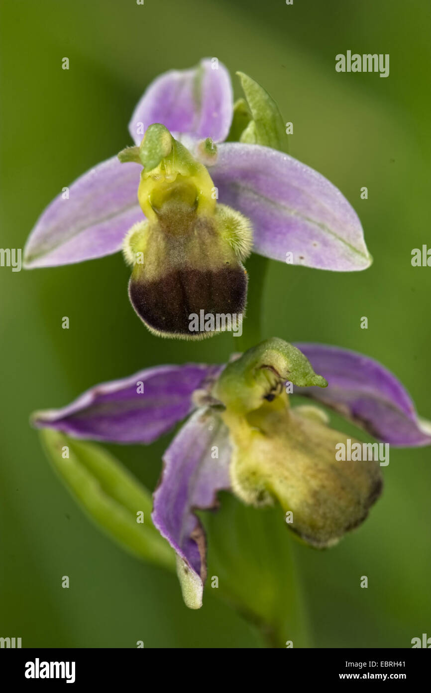 Bee orchid (Ophrys apifera bicolor), bicolore, Francia Foto Stock