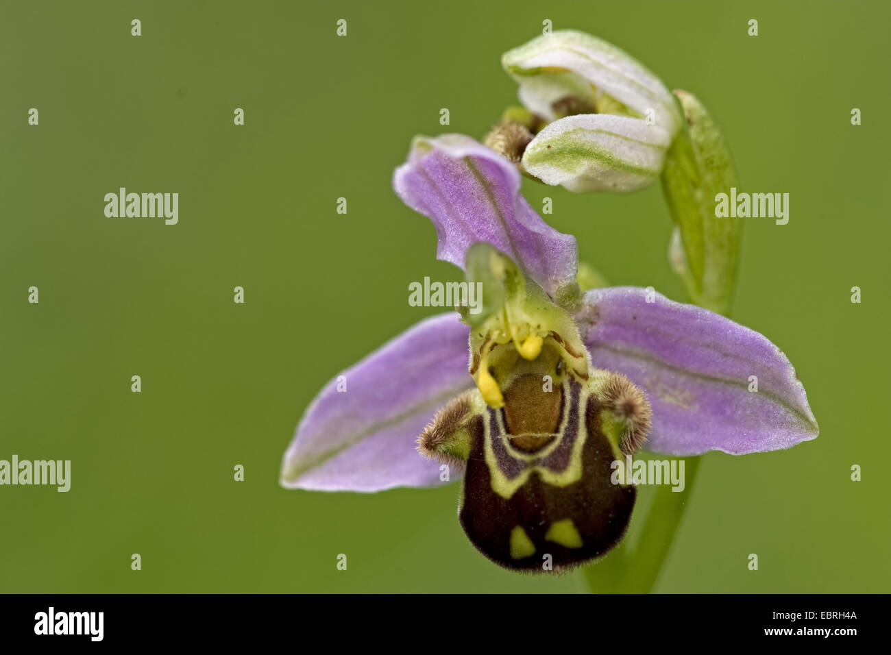Bee orchid (Ophrys apifera), unico fiore, Francia Foto Stock