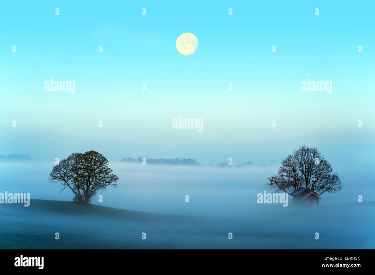 Due alberi singoli fuori della terra della nebbia durante la luna piena, in Germania, in Baviera, Alta Baviera, Baviera superiore Foto Stock