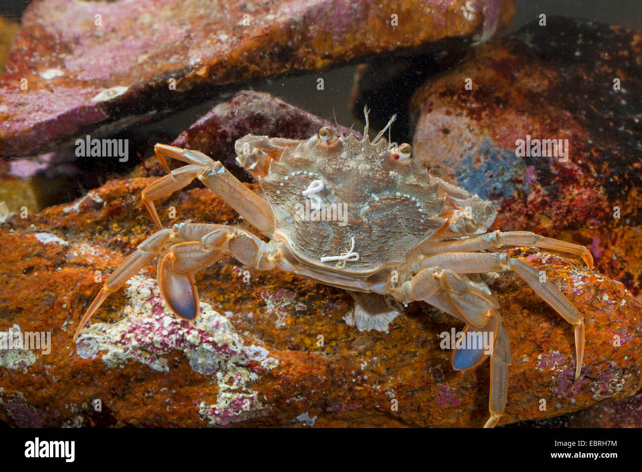 Il granchio del porto, piscina di sabbia del granchio blu-gamba nuoto granchio, Portunid granchio (Liocarcinus depurator, Portunus depurator, Macropipus depurator), sulle pietre, Germania Foto Stock