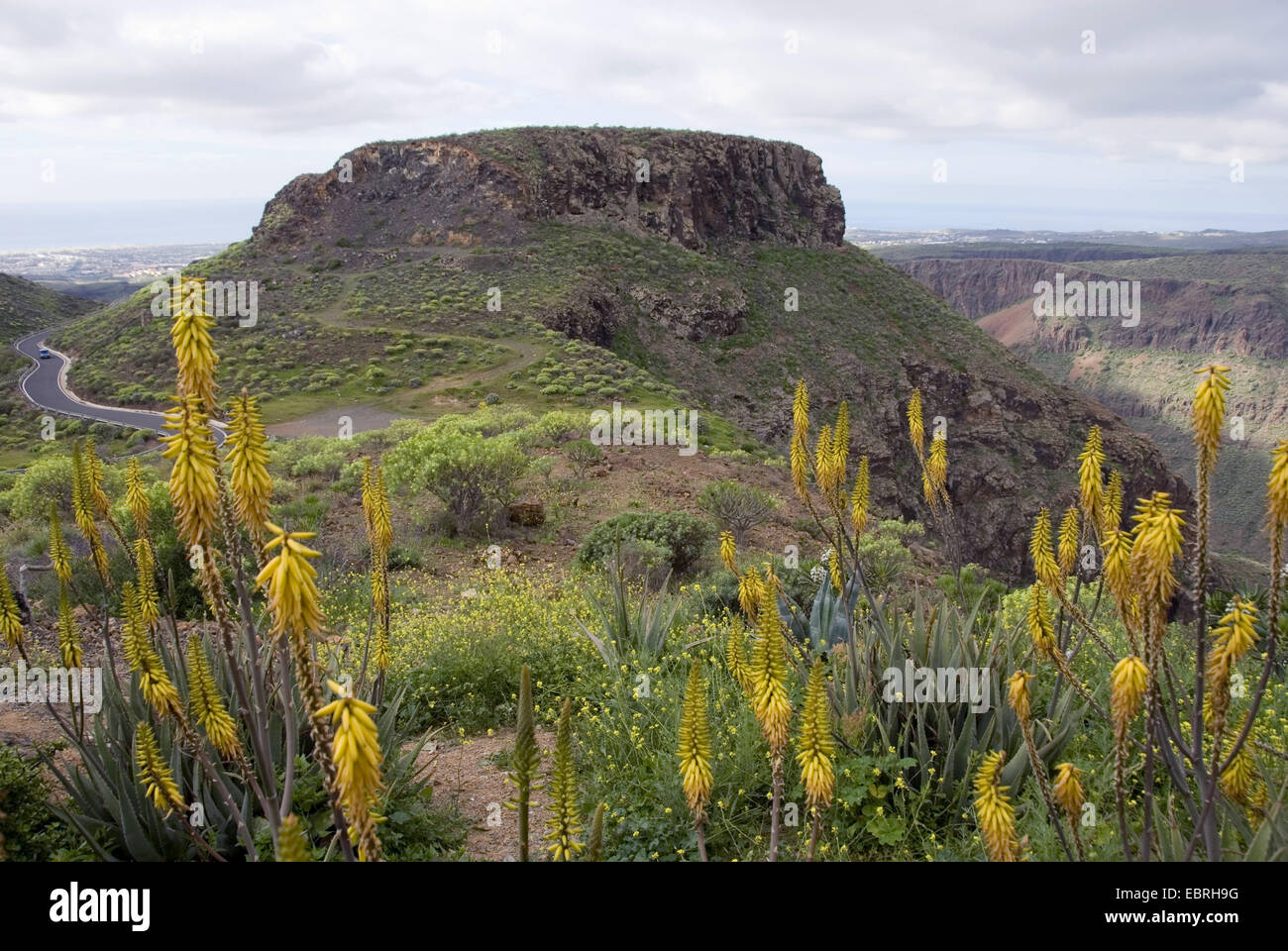 Aloe (Aloe Vera Aloe barbadensis), nella parte anteriore della vista panoramica sul paesaggio di montagna, Isole Canarie, Gran Canaria, El Mirador de Fataga Foto Stock