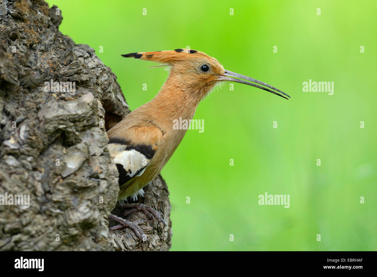 Upupa (Upupa epops), guardando fuori della grotta di allevamento, Ungheria Foto Stock