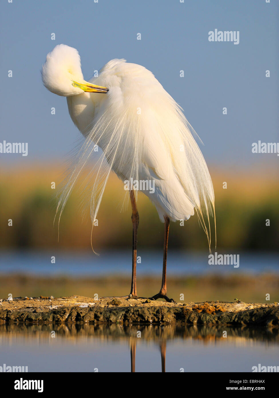 Airone bianco maggiore, Airone bianco maggiore (Egretta alba, Casmerodius Albus, Ardea alba), si prende cura del suo piumaggio, Ungheria Foto Stock