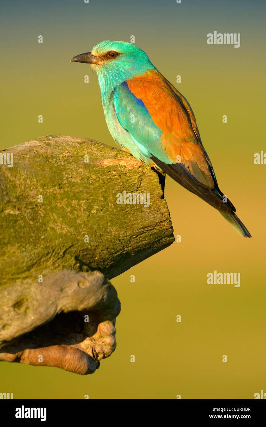 Rullo europea (Coracias garrulus), si siede di fronte alla grotta di allevamento in inizio di mattina di luce, Ungheria Foto Stock