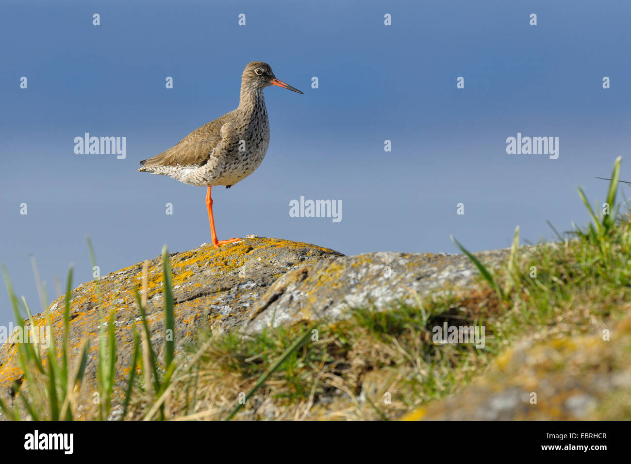 Comune (redshank Tringa totanus), protezione di uccello adulto in piedi su una gamba sola, Islanda Foto Stock