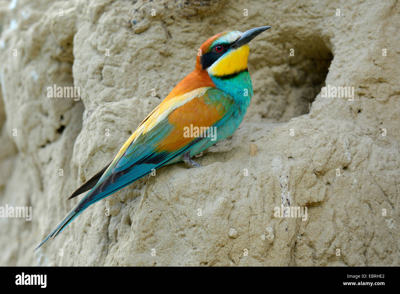Unione bee eater (Merops apiaster), in corrispondenza della sua grotta di allevamento, Ungheria Foto Stock