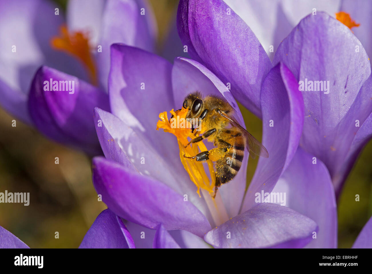 Il miele delle api, hive bee (Apis mellifera mellifera), su un fiore Crocus, Germania Foto Stock