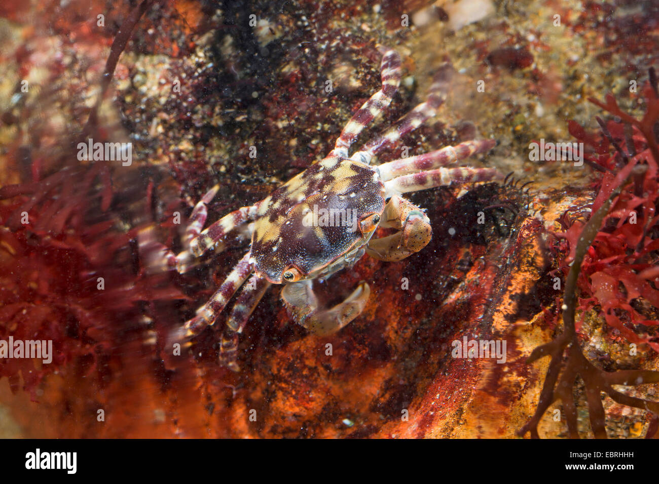 Riva giapponese di granchio, sponda asiatica del granchio granchio del Pacifico (Hemigrapsus sanguineus, Grapsus sanguineus, Heterograpsus maculatus), Germania Foto Stock