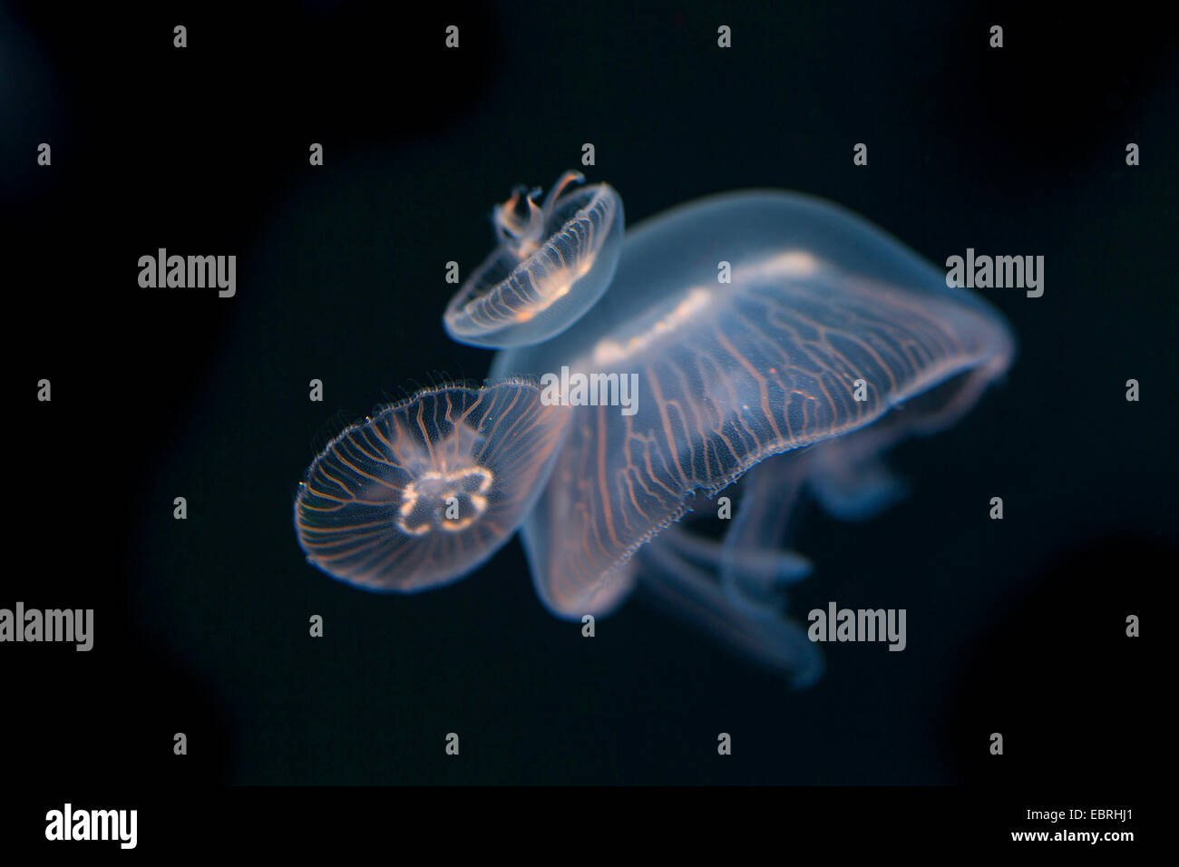Luna jelly, comune medusa (Aurelia aurita), sotto l'acqua Foto Stock