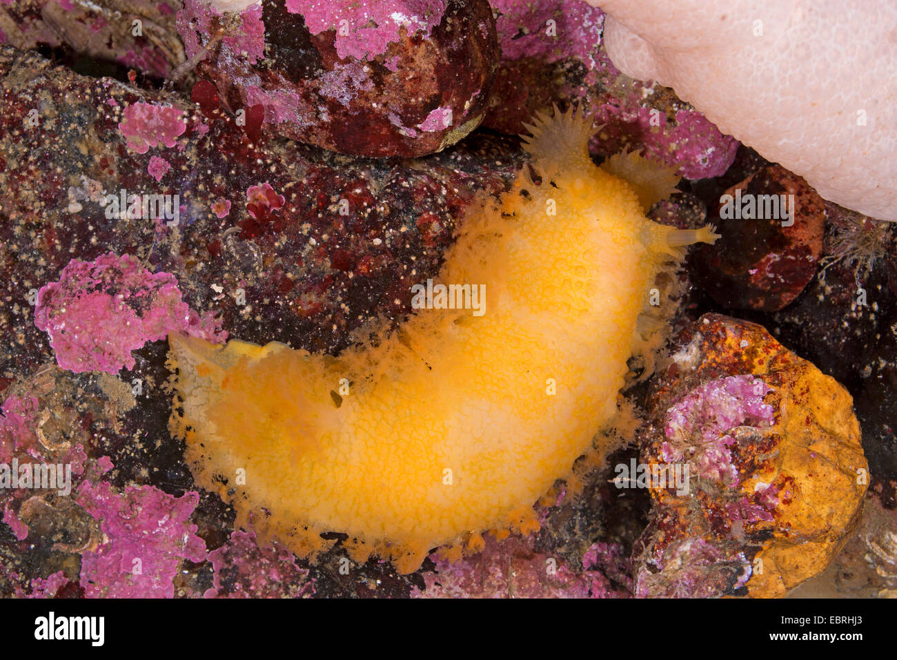 Nudibranch (Tritonia hombergi, Tritonia hombergii, Tritonia alba), su una roccia Foto Stock