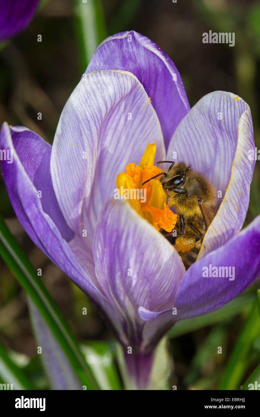 Il miele delle api, hive bee (Apis mellifera mellifera), su un fiore Crocus, Germania Foto Stock