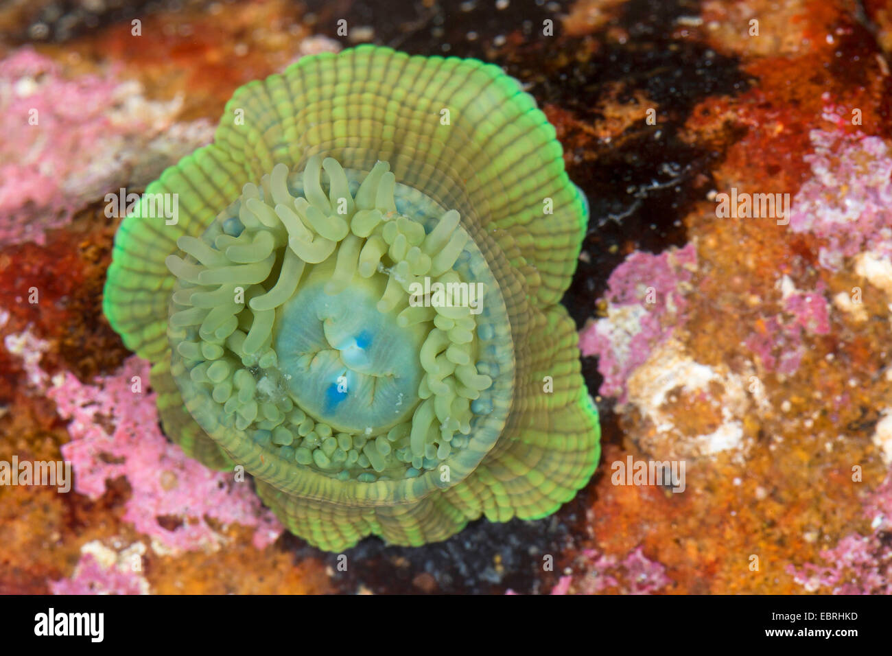 Beadlet anemone, Red sea anemone, prugna anemone, Beadlet-(anemone Actinia equina), verde varietà Foto Stock