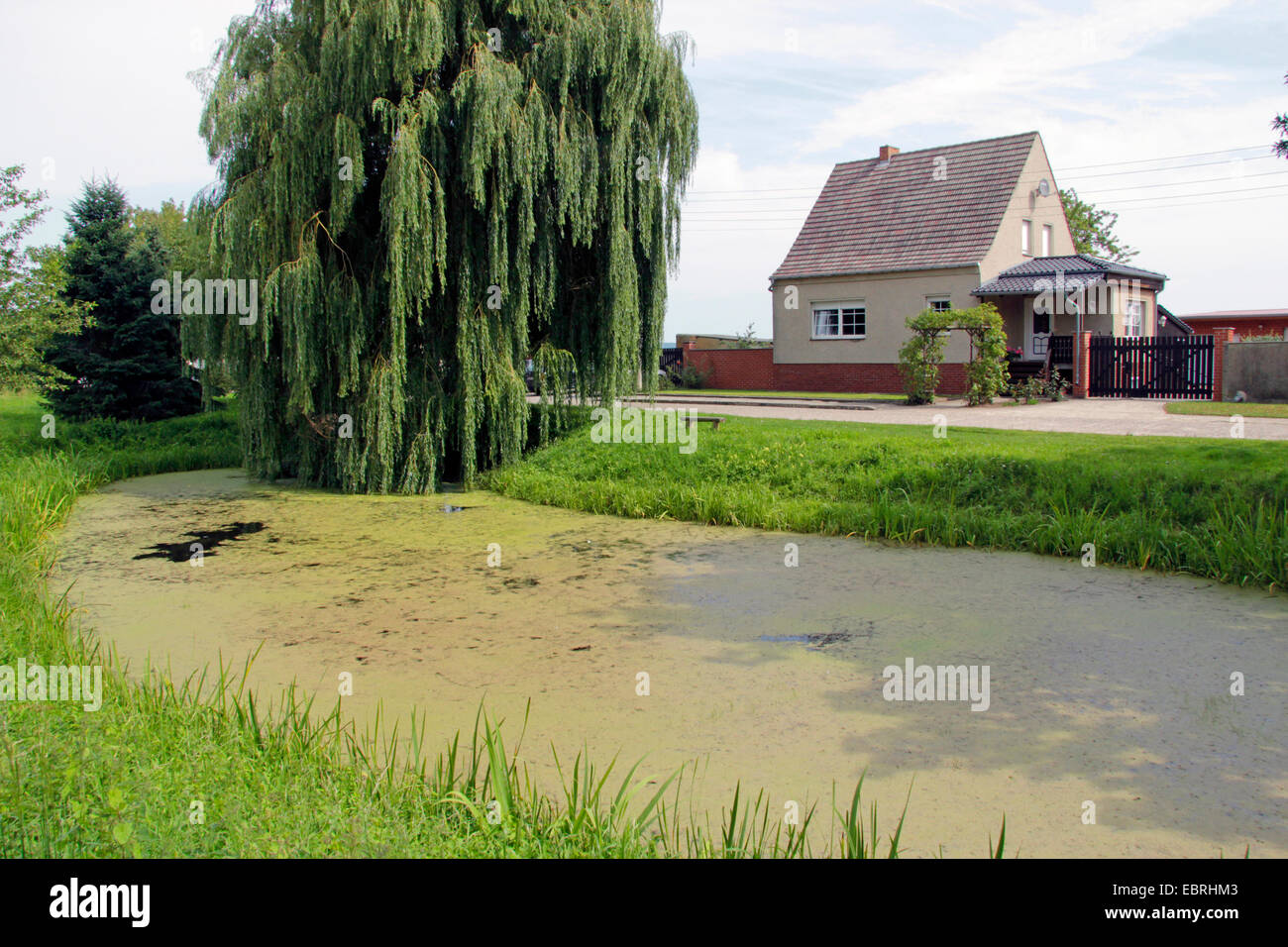 Nana salice grigio (Salix tristis), drain e nano grigio di salice Neukuestrinchen, Germania, Brandeburgo, Oderaue Foto Stock