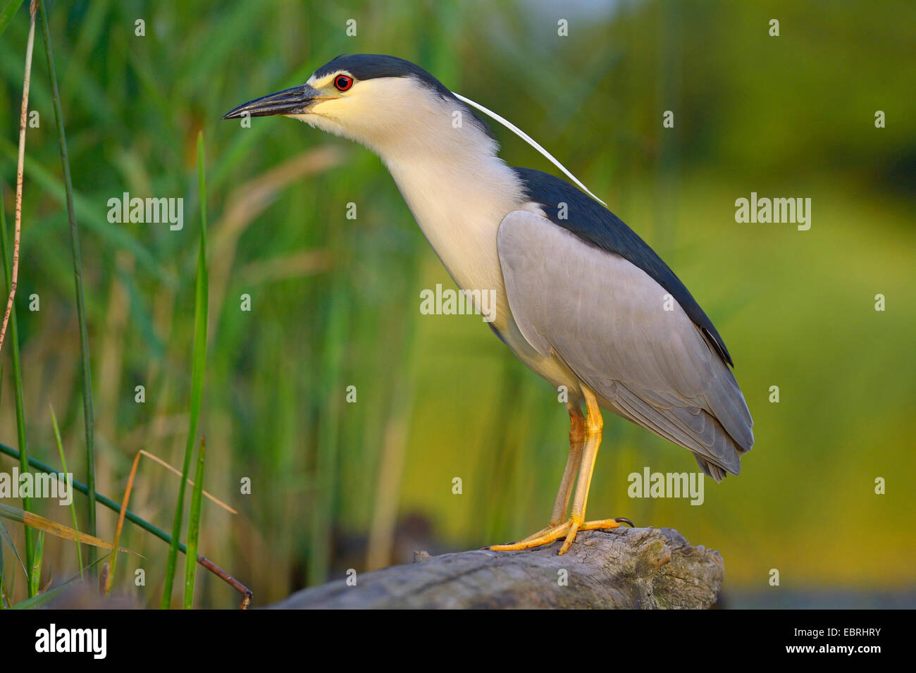 Nitticora (Nycticorax nycticorax), sorge su un antico tronco di albero in acqua, Ungheria Foto Stock