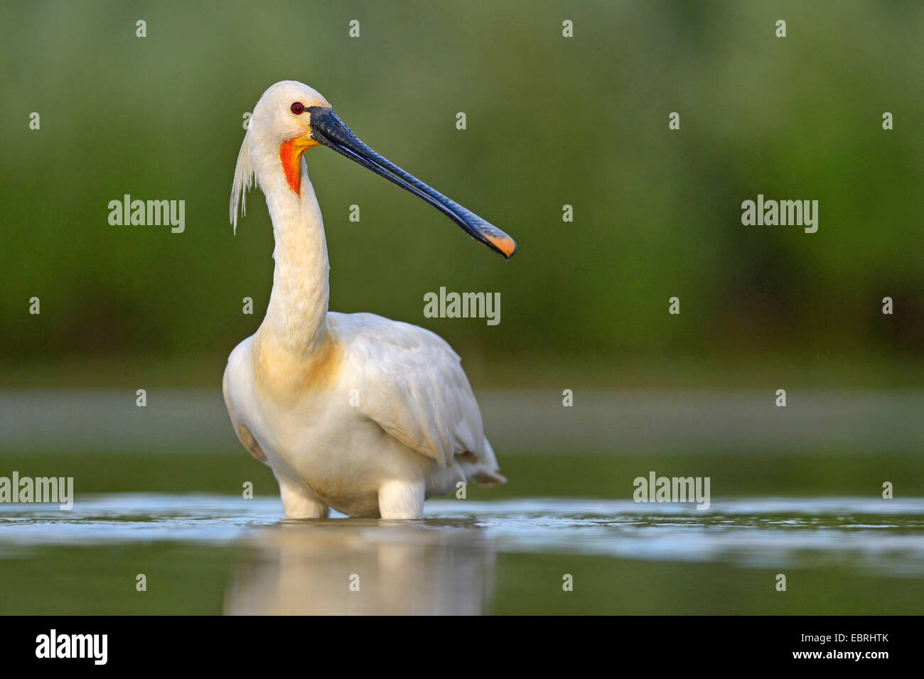 White spatola (Platalea leucorodia), protezione di adulti con piumaggio di allevamento, Ungheria Foto Stock