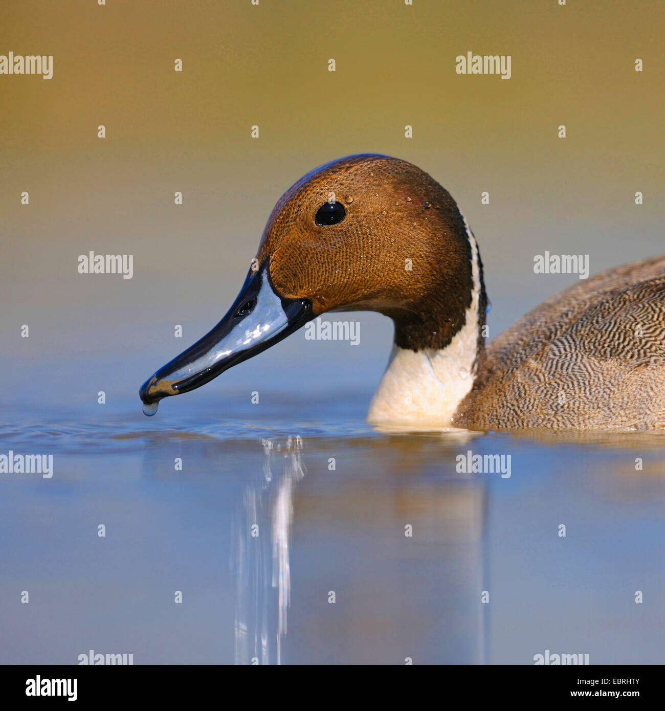 Northern pintail (Anas acuta), maschio in allevamento piumaggio, Ungheria Foto Stock