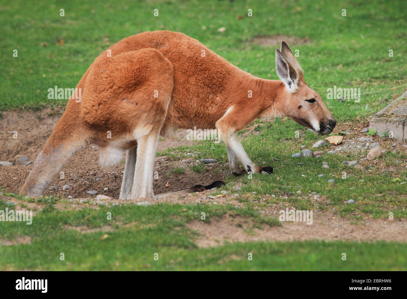 Canguro rosso, pianure Kangaroo, blu flier (Macropus rufus, Megaleia rufa), maschio Foto Stock