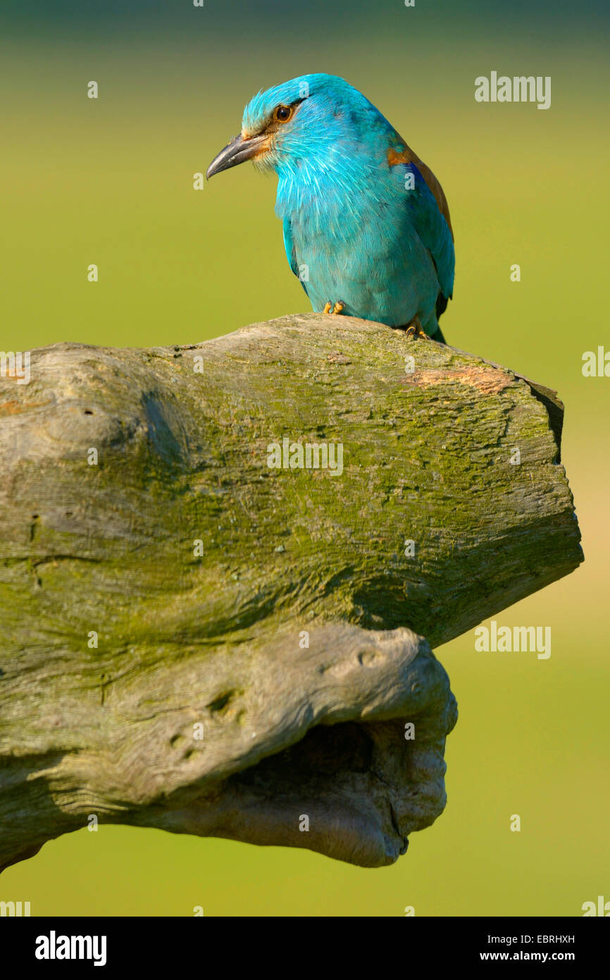 Rullo europea (Coracias garrulus), siede sulla grotta di allevamento, Ungheria Foto Stock
