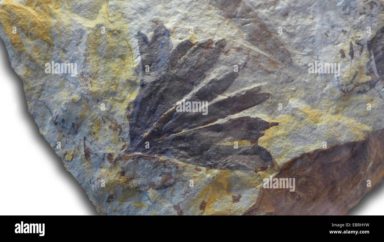 Il Ginkgo Tree, Gingko Tree, Ginkgo Tree (Ginkgo spec.), fossili di foglie di Ginkgo estinto foglia di Jurassic (210-140 milioni di anni), Località: Gran Bretagna Foto Stock