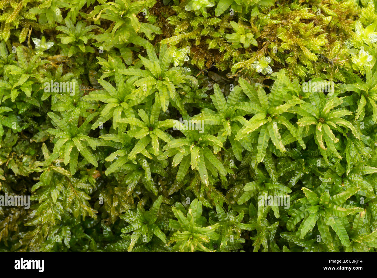 Il timo-moss (Plagiomnium, affine affine Mnium, Mnium cuspidatum), impianto fertile, in Germania, in Baviera, Oberbayern- Foto Stock