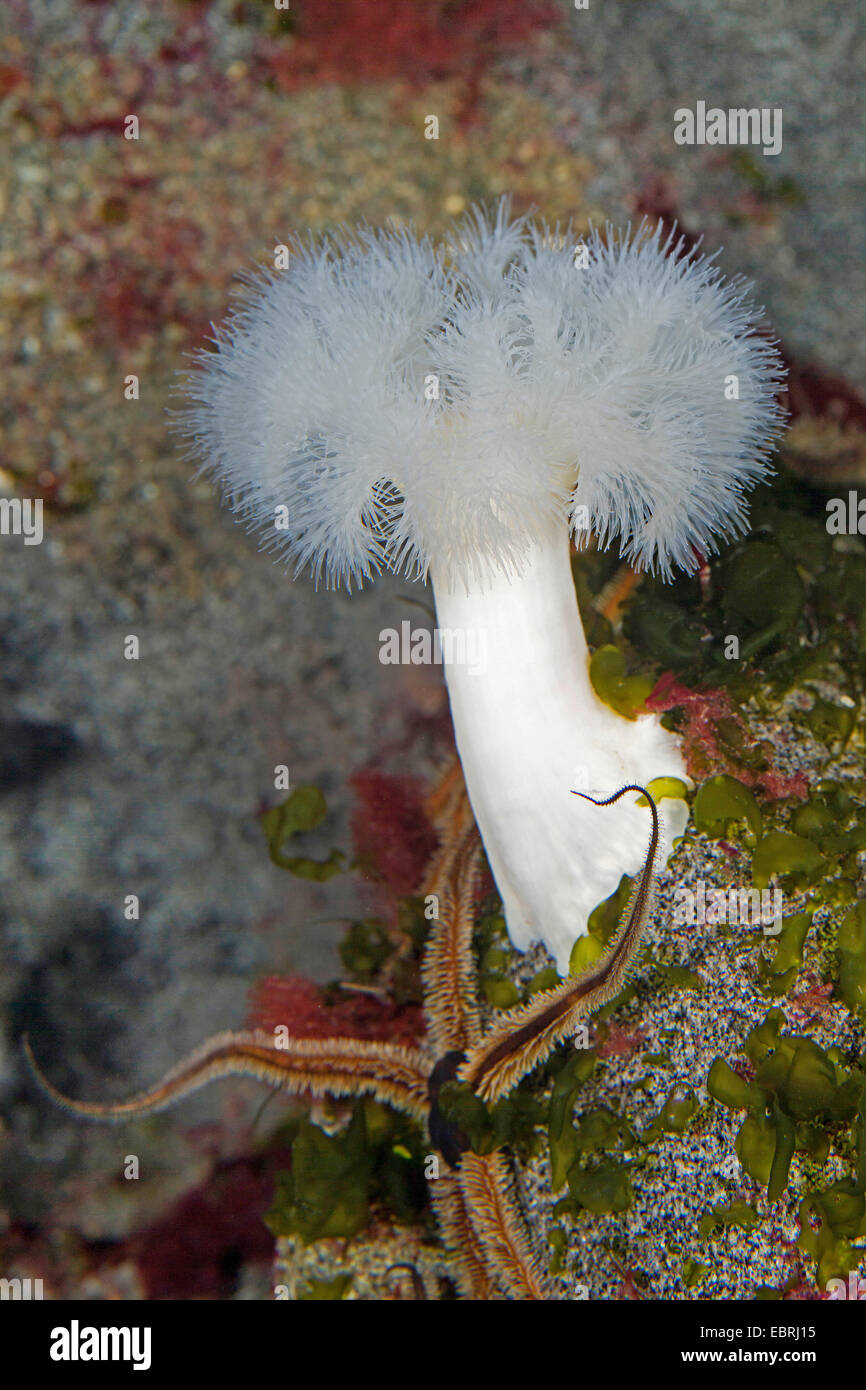 Cclonal plumose anemone, Frilled anemone, Plumose anemone marittimo, Marrone anemone marittimo, Plumose (anemone Metridium senili) Foto Stock