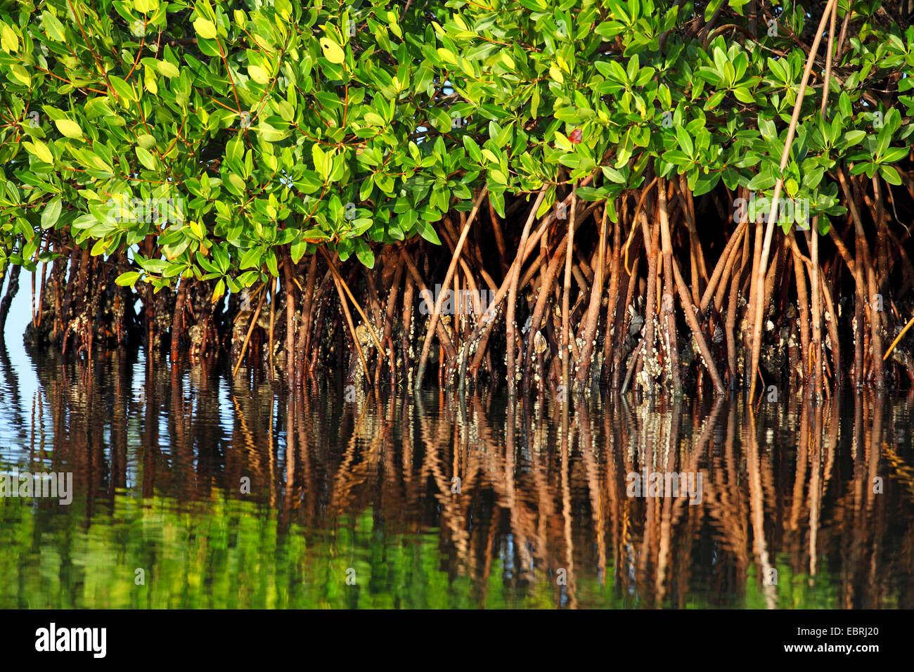 Mangrovia rossa (Rhizophora mangle), mangrovie con stilt radici, STATI UNITI D'AMERICA, Florida, Sanibel Island Foto Stock