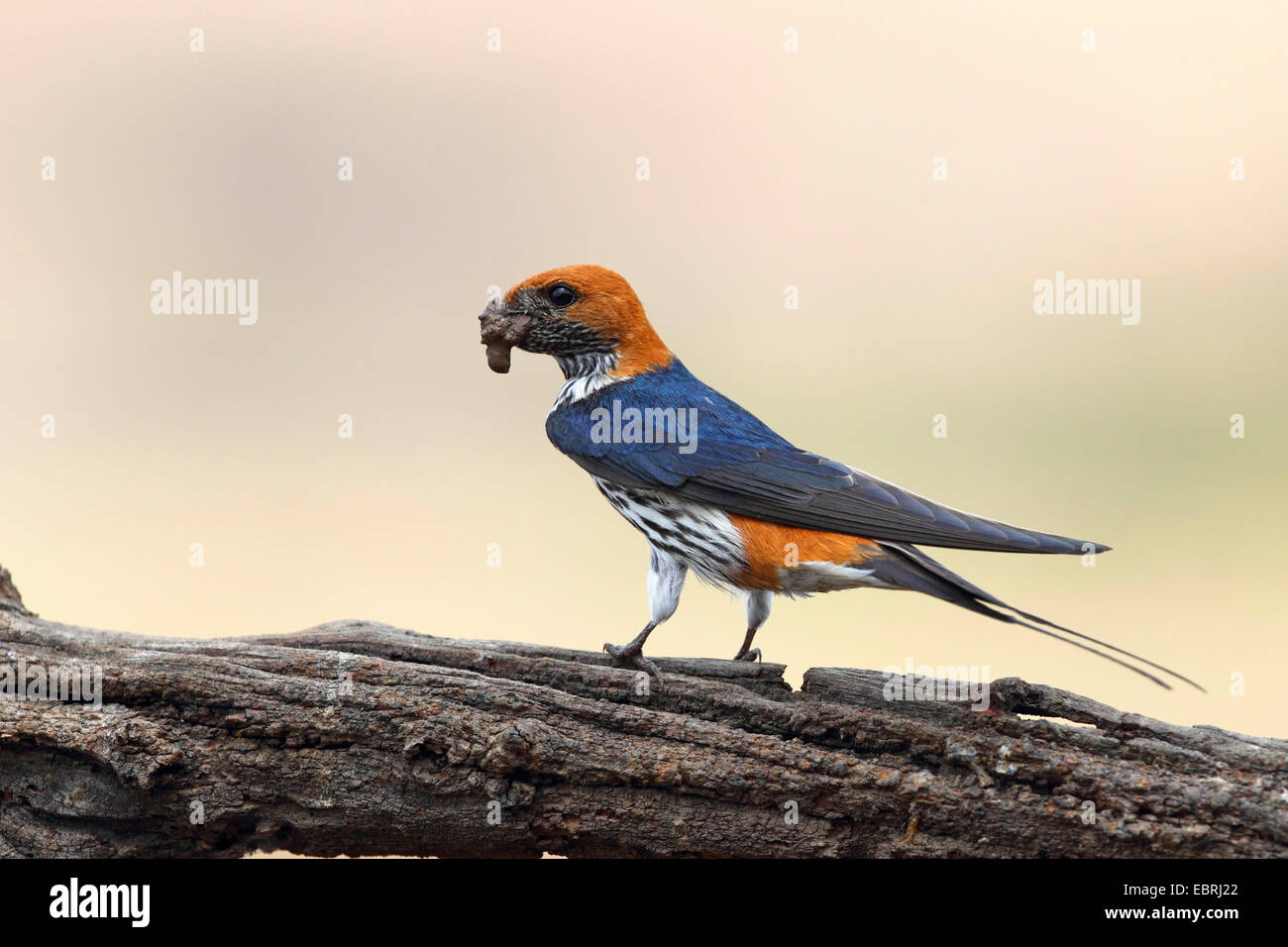 Minor striped swallow (Hirundo abyssinica), con materiale di nidificazione in bolletta, si siede su un ramo, Sud Africa, nord ovest della provincia, il Parco Nazionale di Pilanesberg Foto Stock