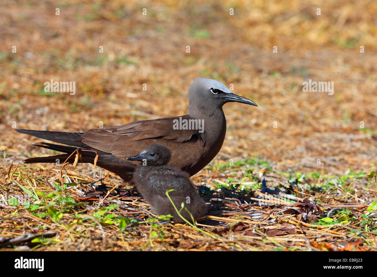 Noddy comune, Noddy marrone (Anous stolidus), protezioni pulcino su terra, Seychelles, Bird Island Foto Stock