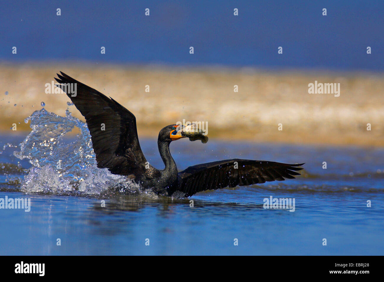 Double-crested cormorano (Phalacrocorax auritus), alimenta un pesce, STATI UNITI D'AMERICA, Florida, Sanibel Island Foto Stock
