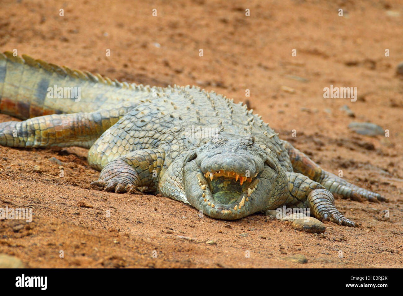 Coccodrillo del Nilo (Crocodylus niloticus), che giace sulla riva con la bocca aperta, Sud Africa, nord ovest della provincia, il Parco Nazionale di Pilanesberg Foto Stock