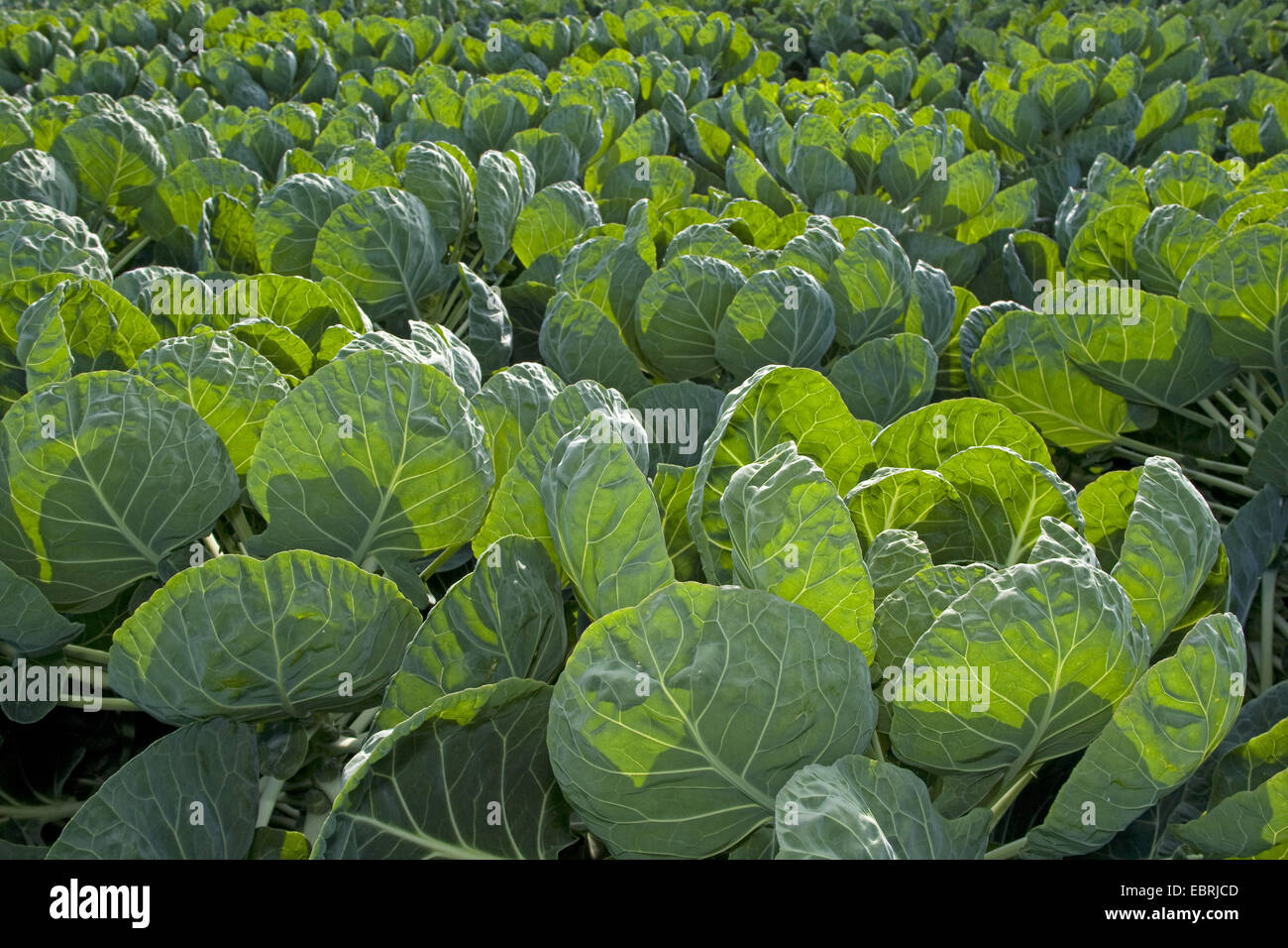 I cavoletti di Bruxelles (Brassica oleraceae var. gemmifera), cavolo testa su un campo, Belgio Fiandre Orientali Foto Stock
