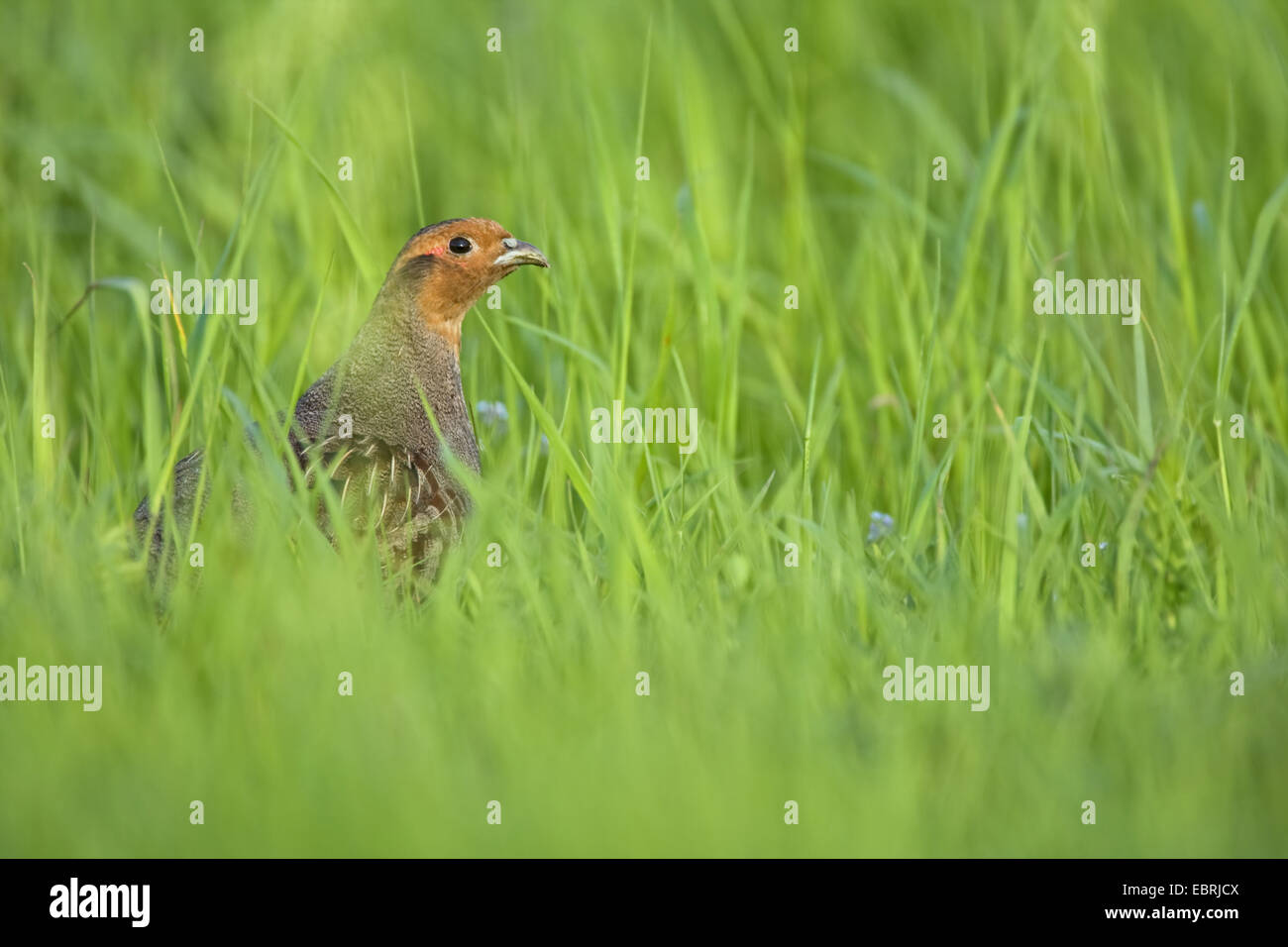 La starna (Perdix perdix), in prato, Belgio Foto Stock