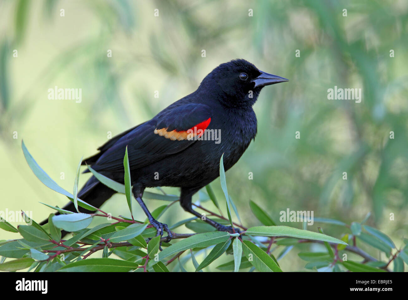 Rosso-winged blackbird (Agelaius phoeniceus), maschio, STATI UNITI D'AMERICA, Florida, Sud Venezia Foto Stock