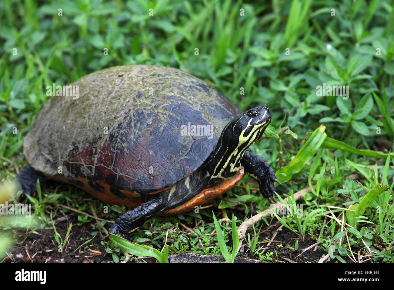 Rosso-eared tartaruga, rosso-eared slider (Pseudemys scripta elegans, Trachemys scripta elegans, Chrysemys scripta elegans), sulla riva, STATI UNITI D'AMERICA, Florida Everglades National Park Foto Stock