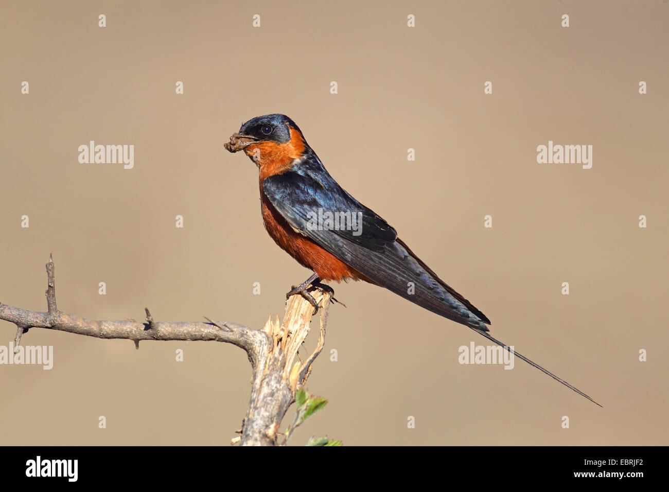 Red-breasted swallow (Hirundo semirufa), si siede su un arbusto con materiale di nidificazione in bolletta, Sud Africa, nord ovest della provincia, il Parco Nazionale di Pilanesberg Foto Stock