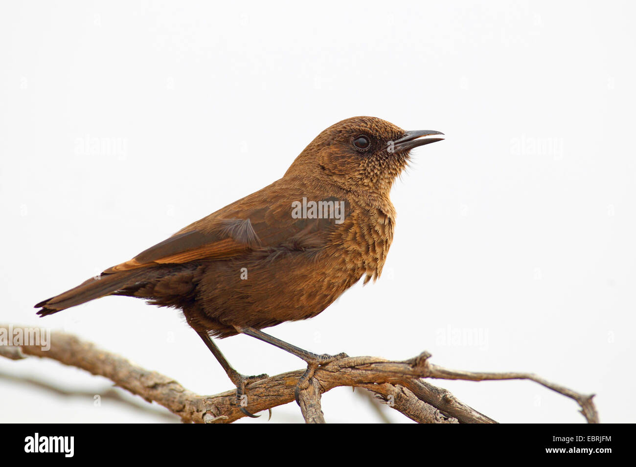 Southern anteater chat (Myrmecocichla formicivora), si siede su un arbusto, Sud Africa, nord ovest della provincia, Barberspan il santuario degli uccelli Foto Stock