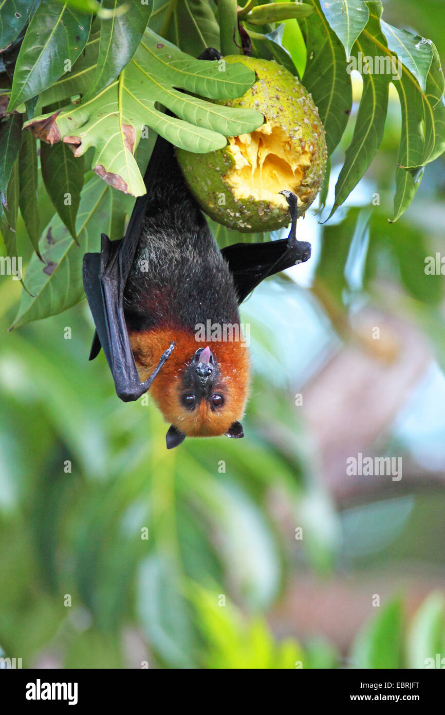 Seychelles flying fox, frutto delle seychelles bat (Pteropus seychellensis), è sospeso su una struttura ad albero e alimenta un frutto, Seychelles, Mahe Foto Stock