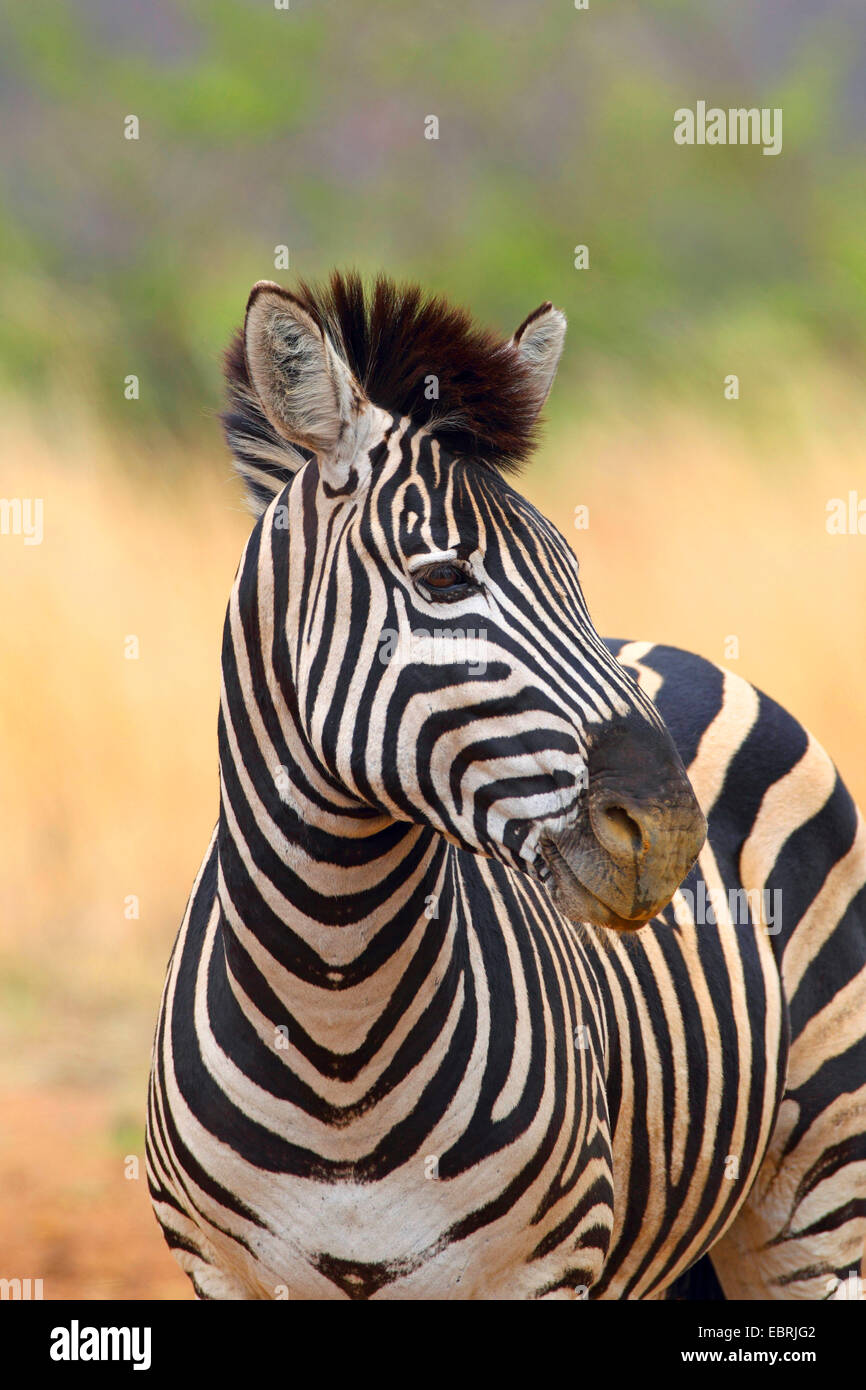 La Burchell zebra, zebra, comune zebra (Equus quagga burchelli, Equus burchelli), ritratto, Sud Africa, nord ovest della provincia, il Parco Nazionale di Pilanesberg Foto Stock