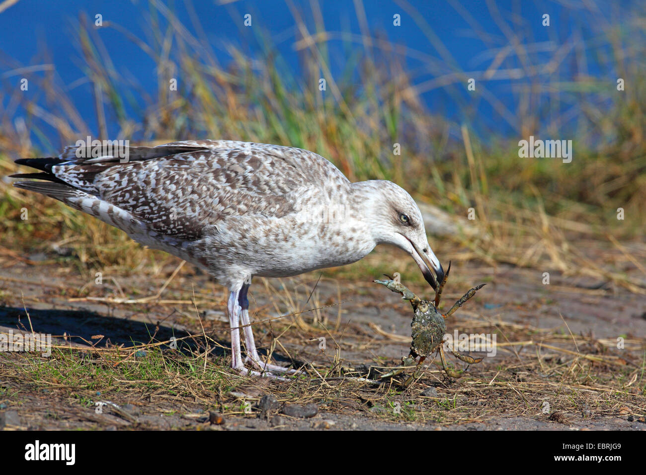 Aringa gabbiano (Larus argentatus), capretti alimenta un granchio, Paesi Bassi, Frisia Foto Stock