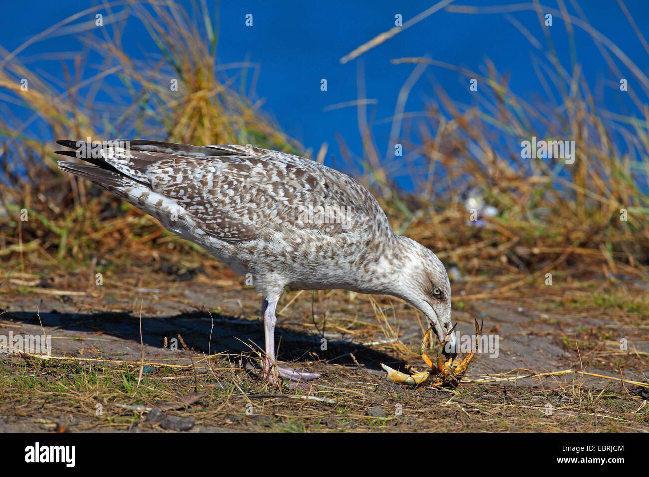 Aringa gabbiano (Larus argentatus), capretti alimenta un granchio, Paesi Bassi, Frisia Foto Stock