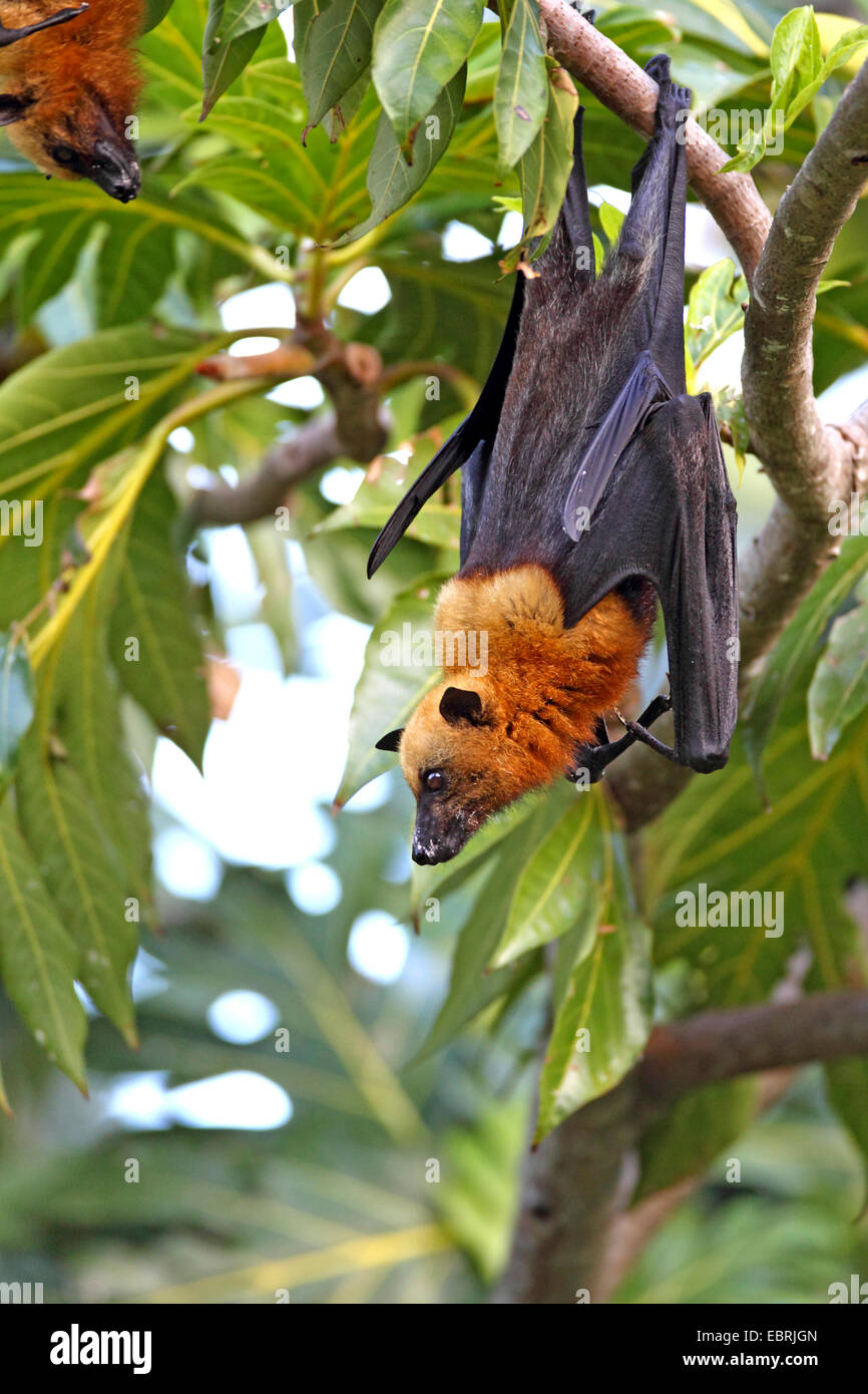 Seychelles flying fox, frutto delle seychelles bat (Pteropus seychellensis), appeso su un albero, Seychelles, Mahe Foto Stock