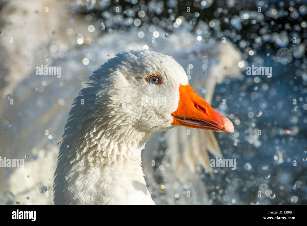 Oca di Pomerania, Ruegener Goose (Anser anser f. domestica), balneazione, in Germania, in Renania settentrionale-Vestfalia Foto Stock