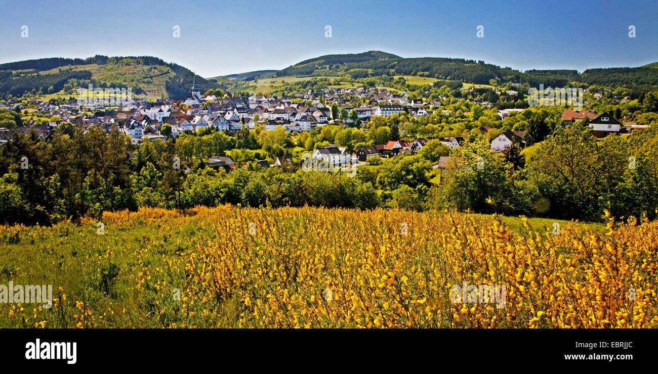 Vista su Hallenberg con la fioritura di ginestra a Rothaar Mountains, in Germania, in Renania settentrionale-Vestfalia, Hallenberg Foto Stock