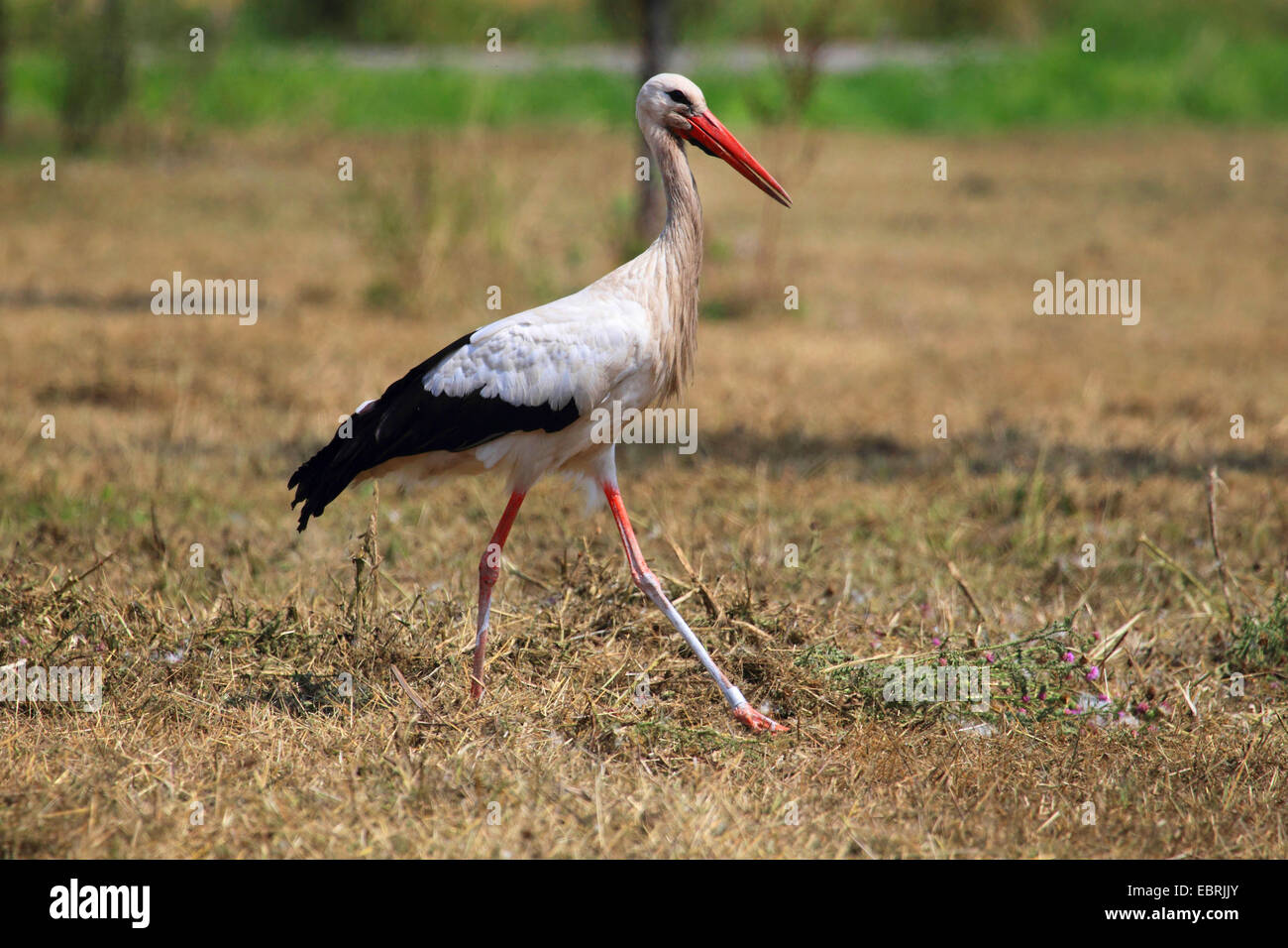 Cicogna bianca (Ciconia ciconia), in un campo di stoppie, Germania Foto Stock