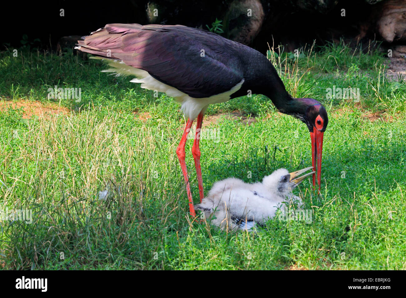 Cicogna Nera (Ciconia nigra), Adulto con stork pulcino, Germania Foto Stock