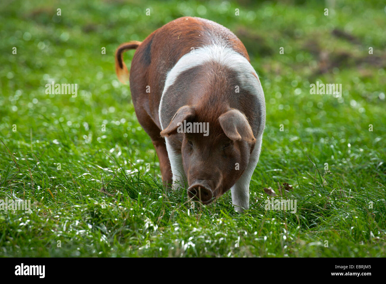 Protesta danese di maiale (Sus scrofa f. domestica), minacciato razza suina, in Germania, in Renania settentrionale-Vestfalia Foto Stock