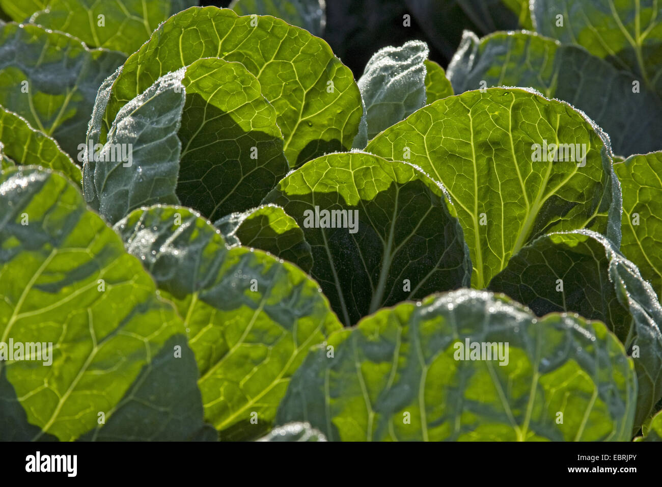 I cavoletti di Bruxelles (Brassica oleraceae var. gemmifera), cavolo testa su un campo, Belgio Fiandre Orientali Foto Stock