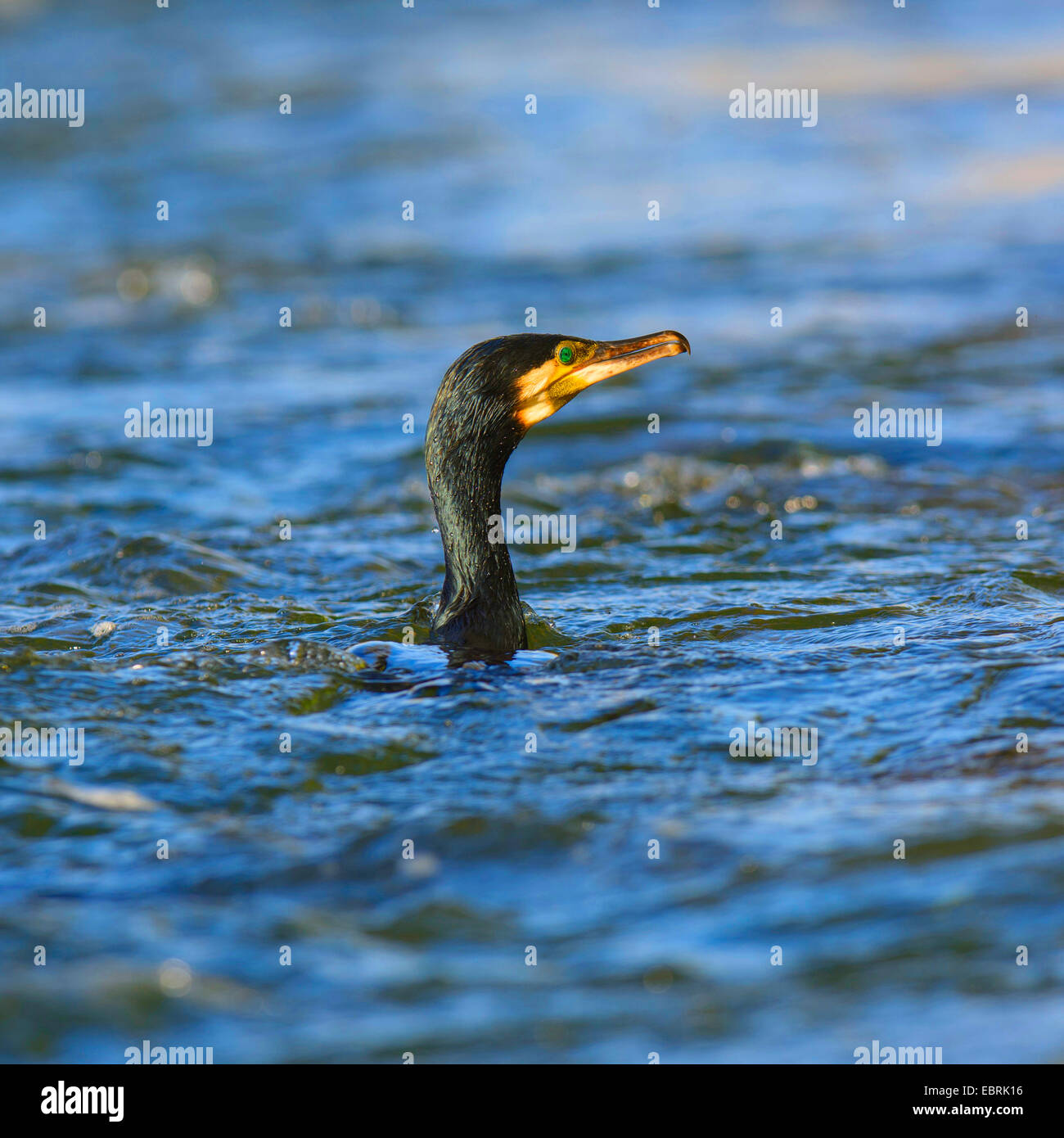Cormorano (Phalacrocorax carbo), Adulto a nuotare in un fiume, Germania Foto Stock