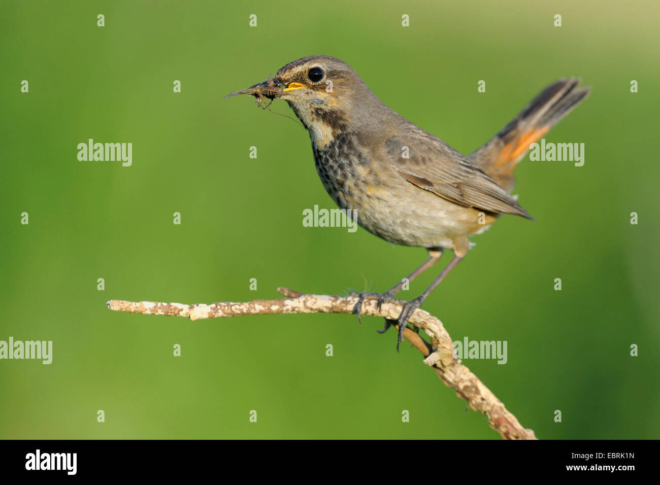 Pettazzurro (Luscinia svecica cyanecula), femmina con la preda nel becco su un ramo, Germania Foto Stock